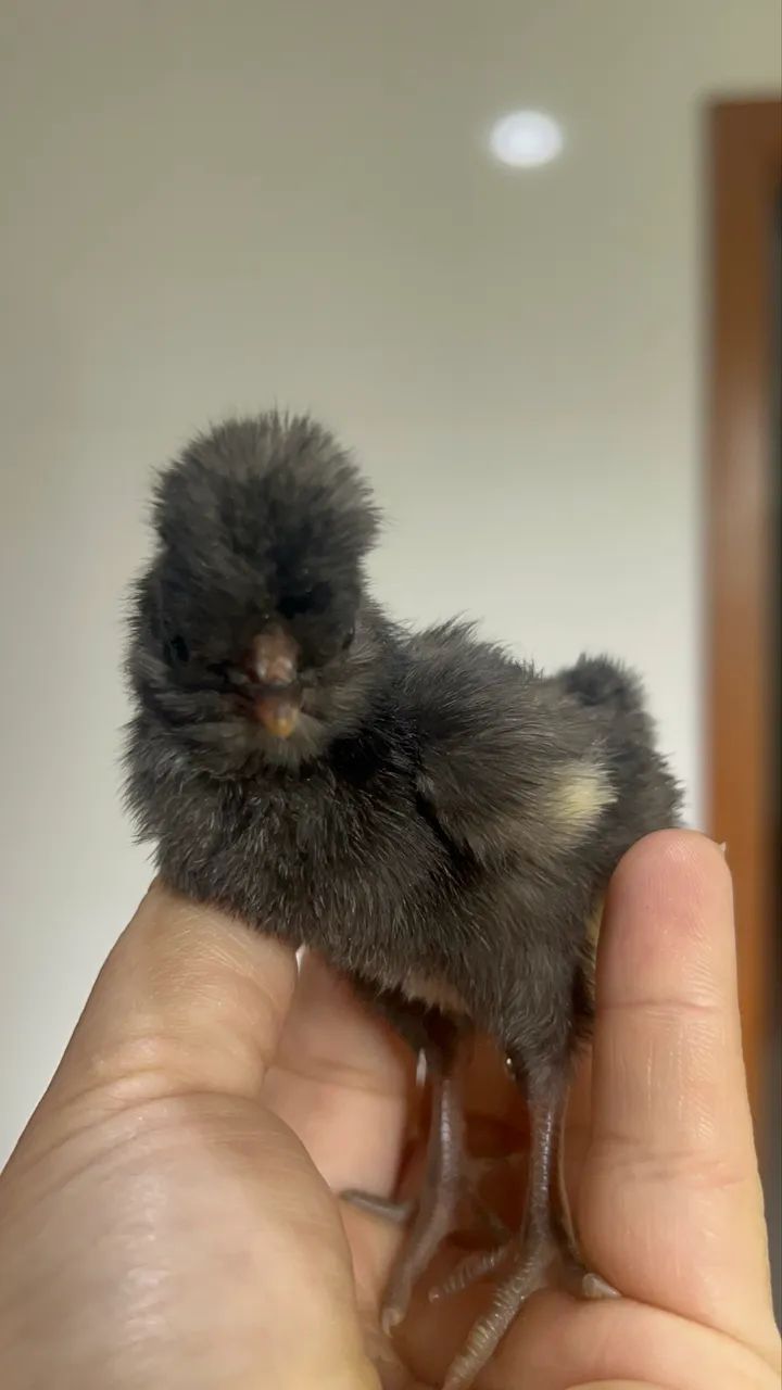 Galinha Polonesa  - Foto 5