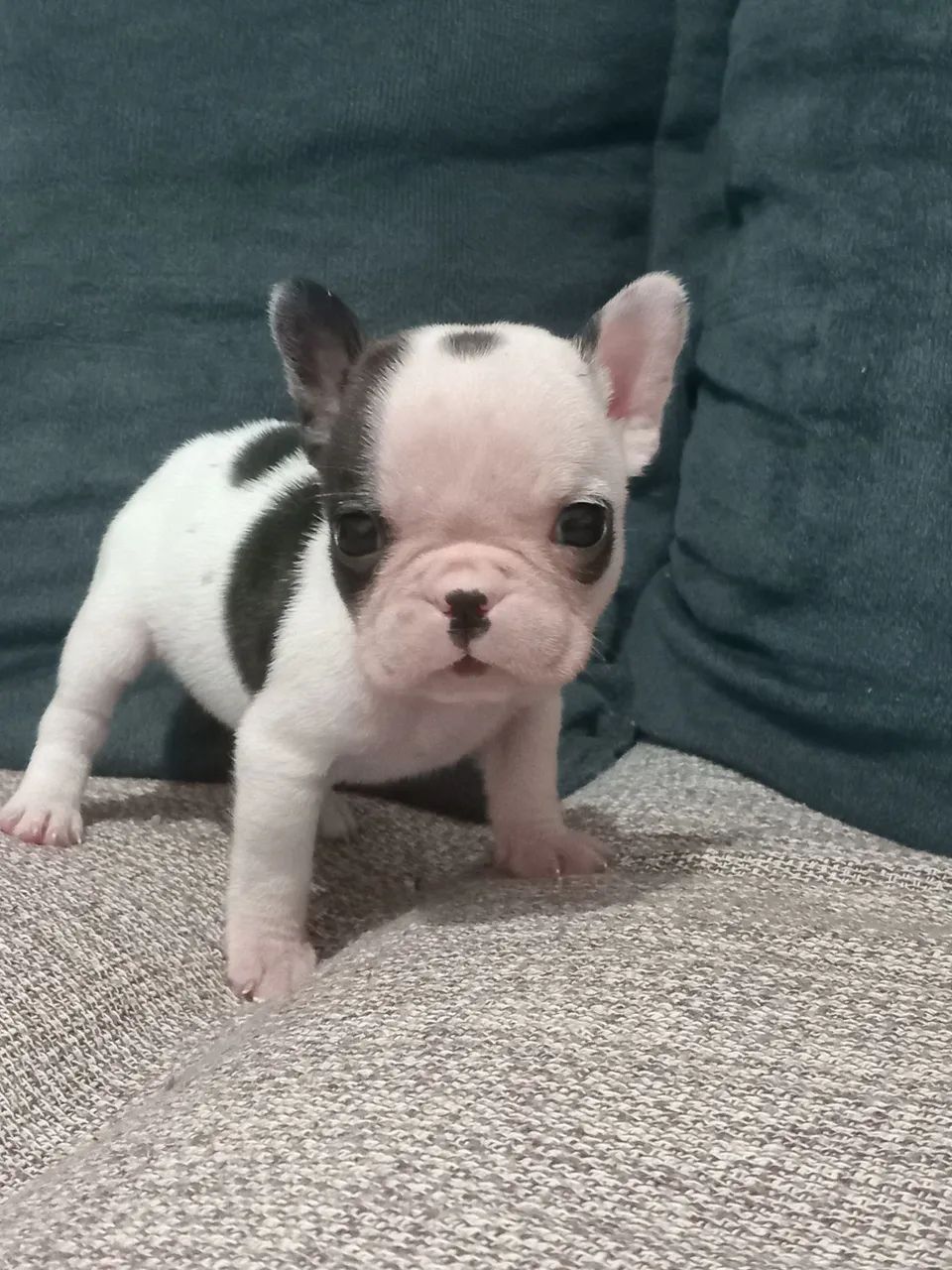 Bulldog Francês Macho - Foto 2