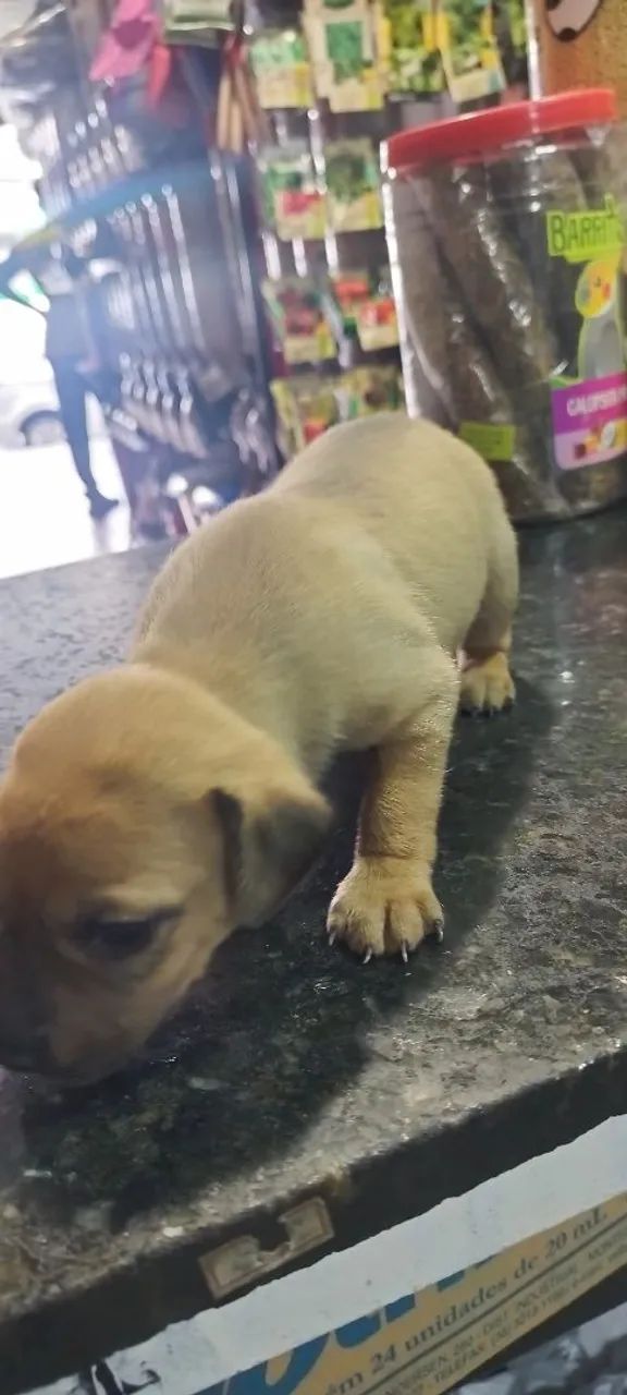 Cachorrinhos para doação  - Foto 2