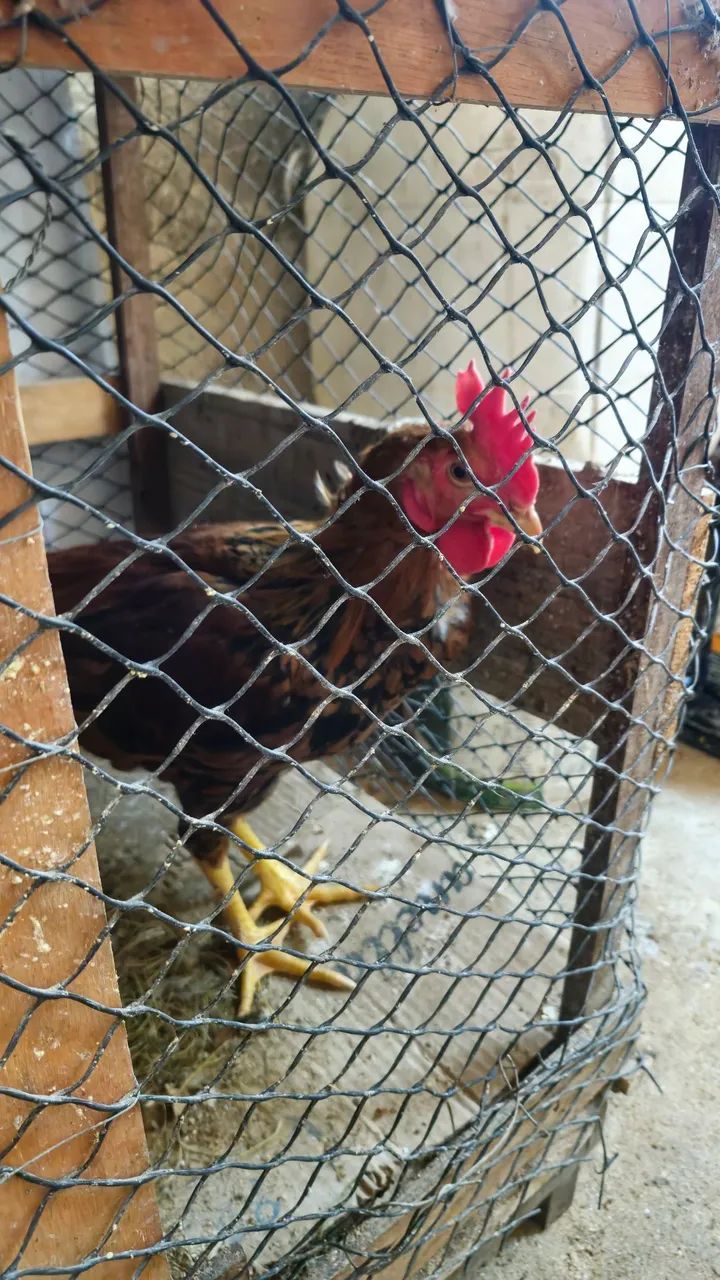 Frango  - Foto 3