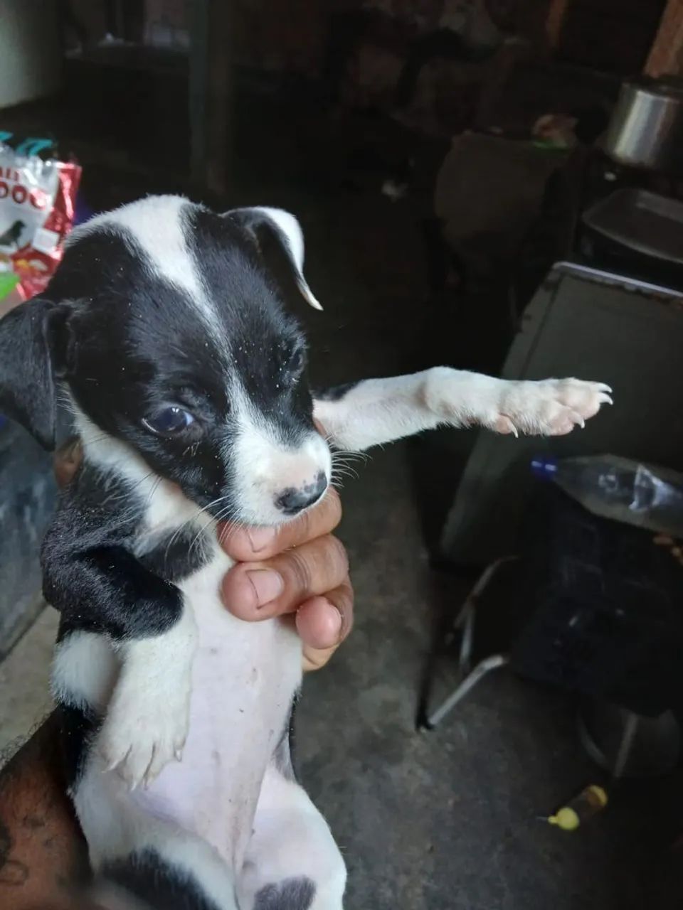 Cachorro - Foto 3