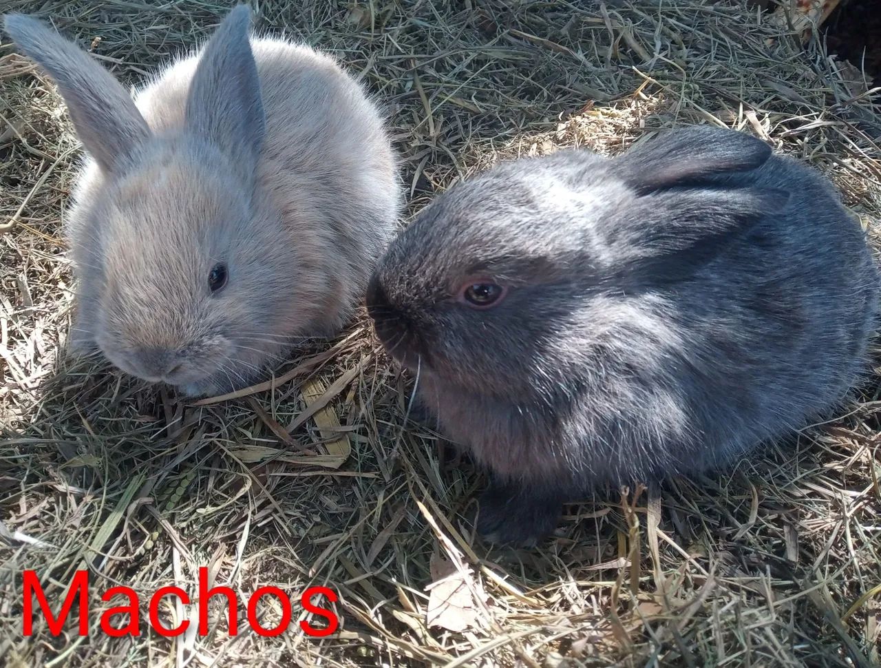 Coelhos - Foto 4