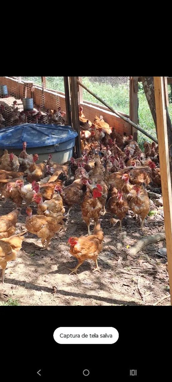Vende se frango e galinha 