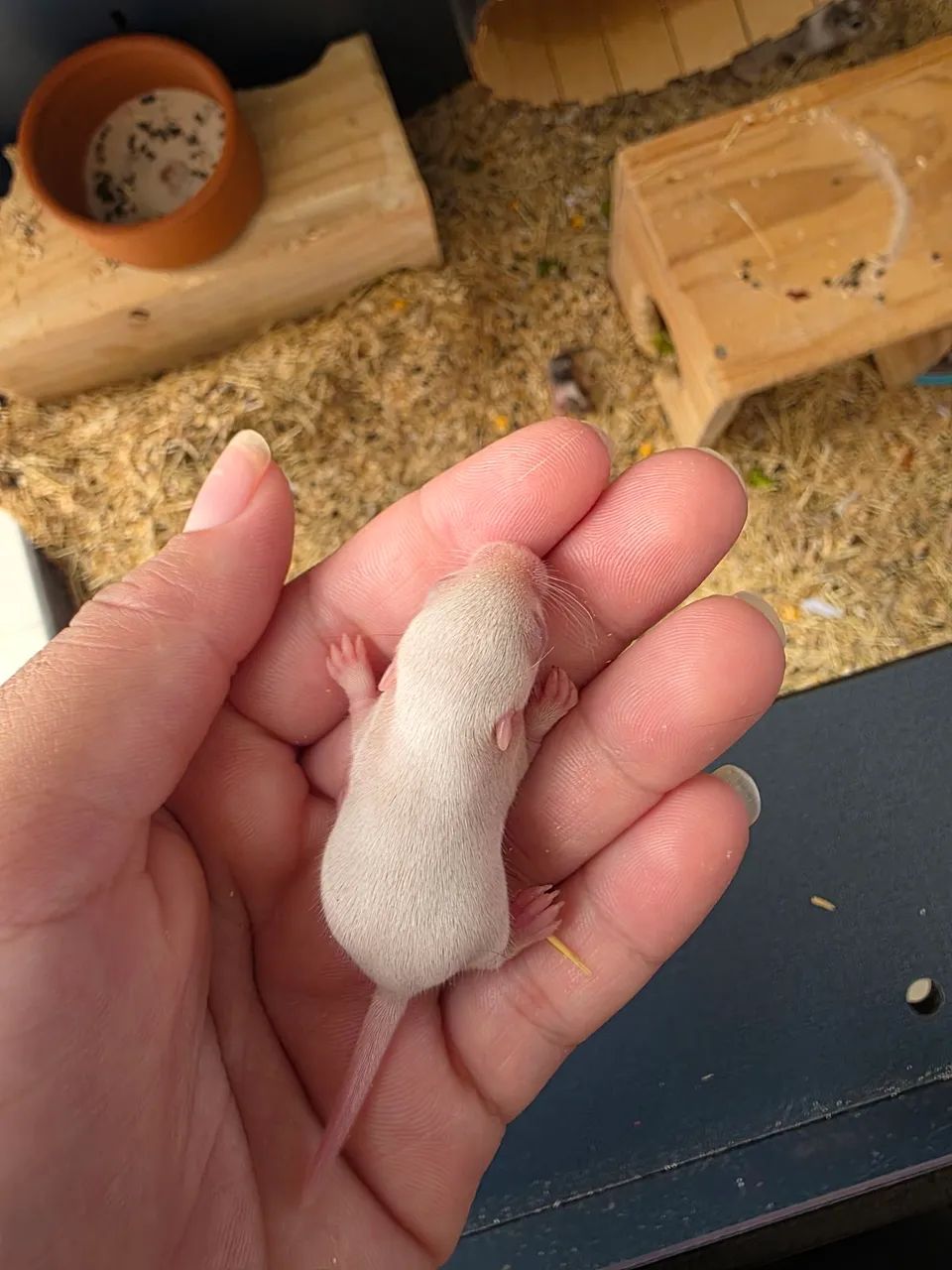 Vendo Gerbil (esquilo da Mongólia) - Foto 3