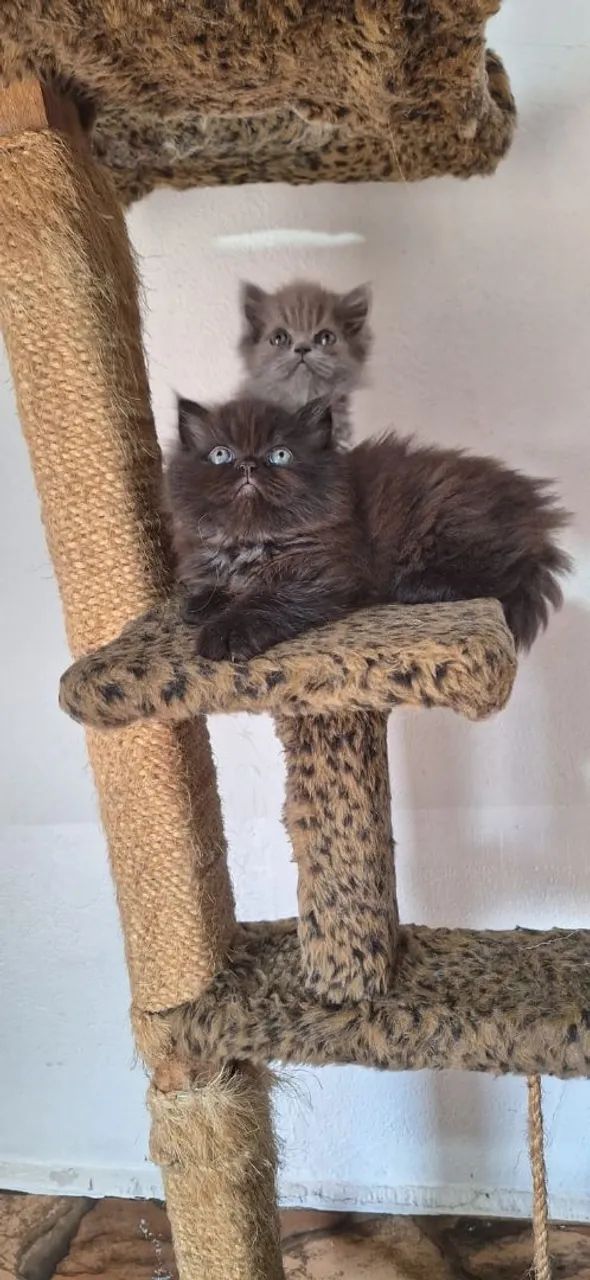 Gato persa