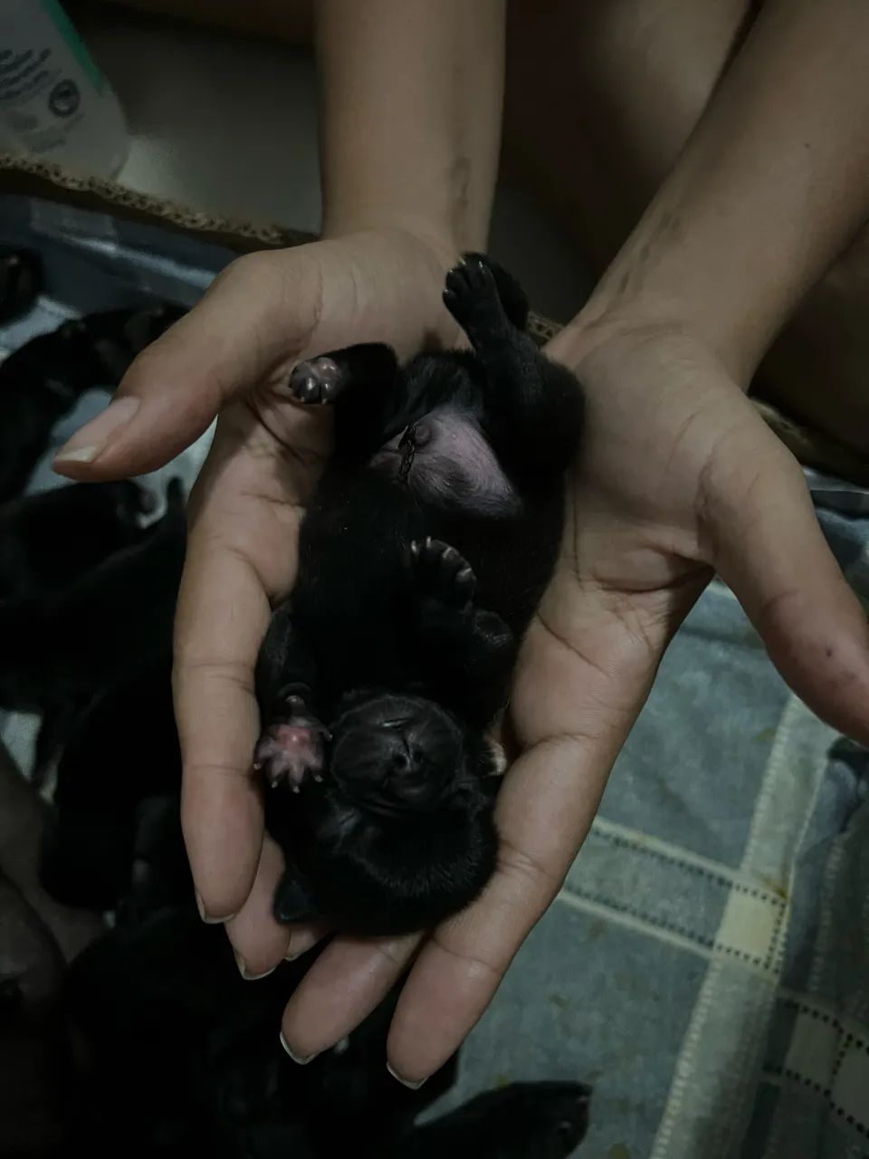 Filhote de PUG - Foto 2