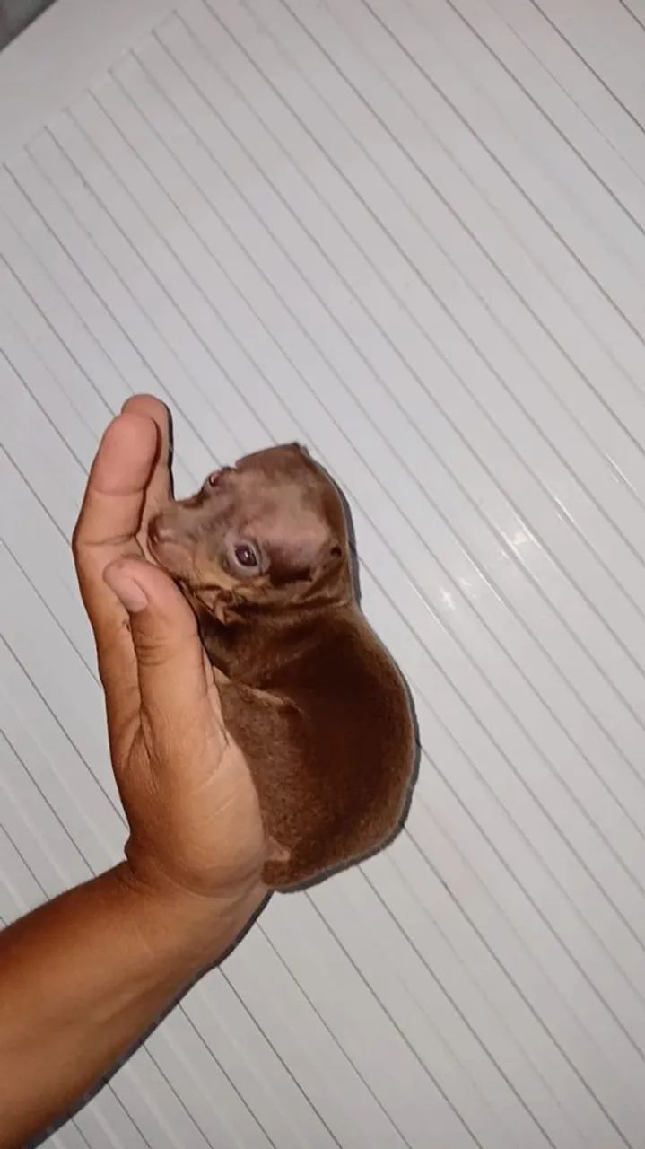 Pinscher zeroooo  - Foto 3
