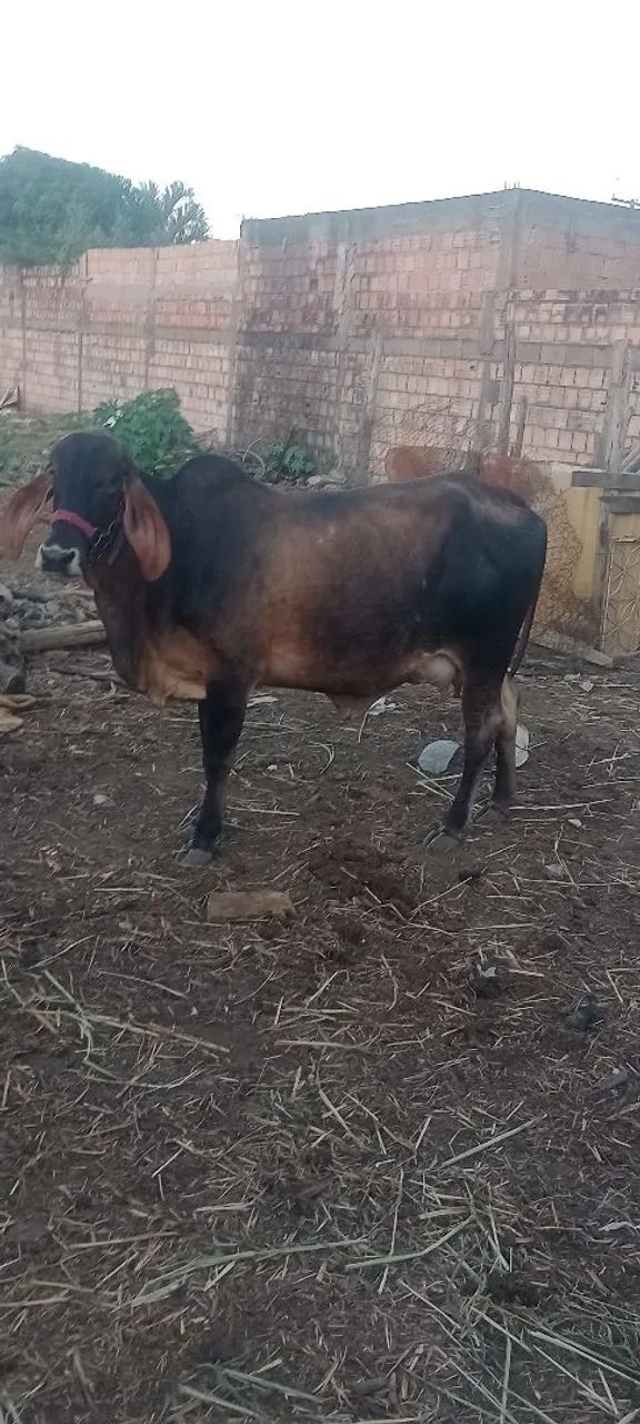 Vaca gi leiteira  - Foto 2