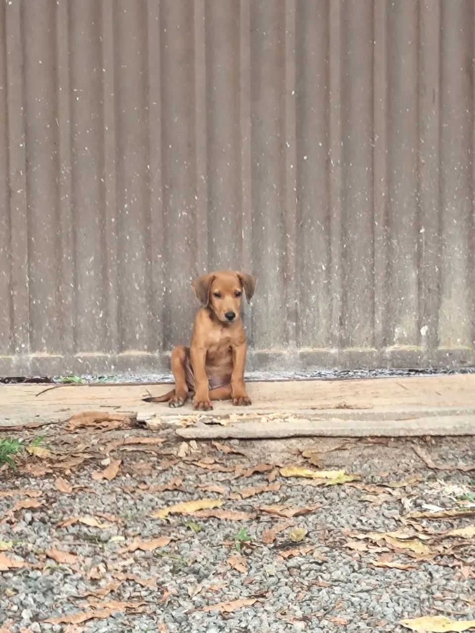 Doação de cachorro 