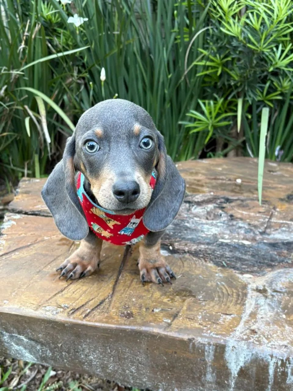 DASHCHUND BLUE MACHO - Foto 3