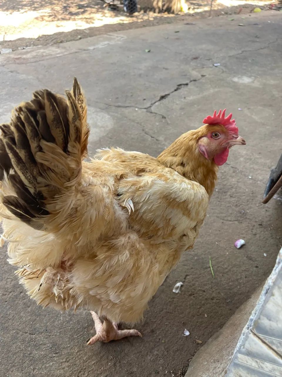 Galinha 