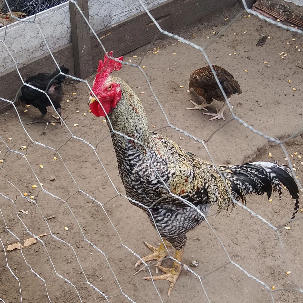 Vendo frango Carioca  - Foto 2