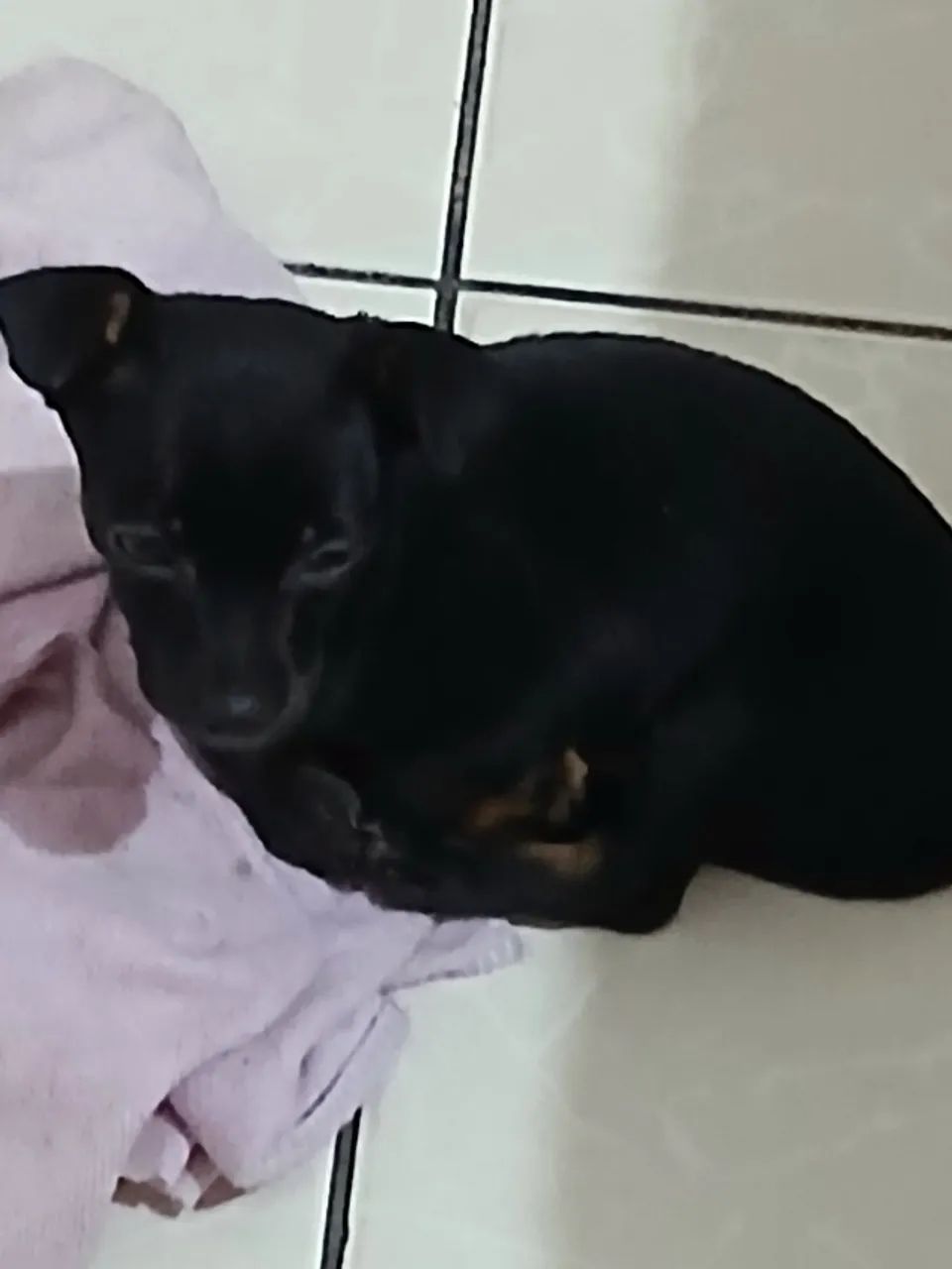 Pinscher Macho pequeno n°1 - Foto 4