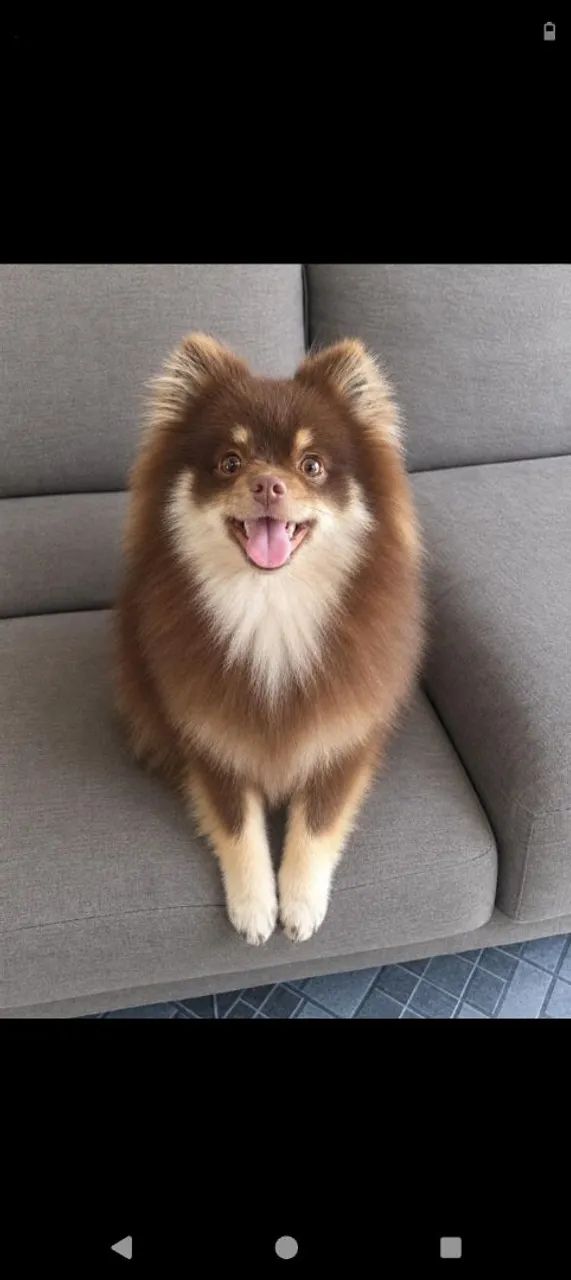 Spitz alemão macho 