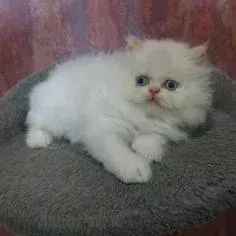 Gato Persa Dócil