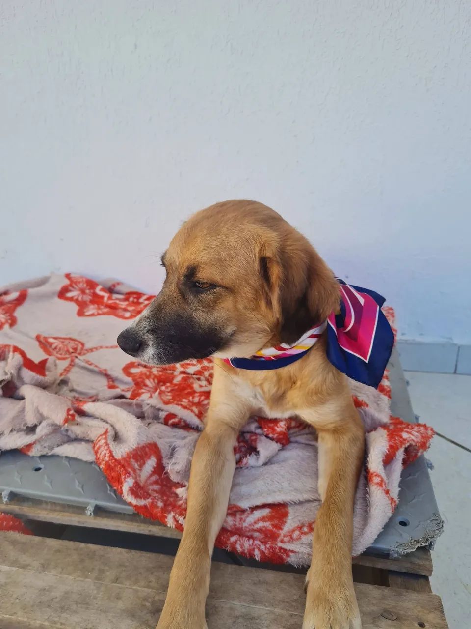 Animais de estimação - Foto 4