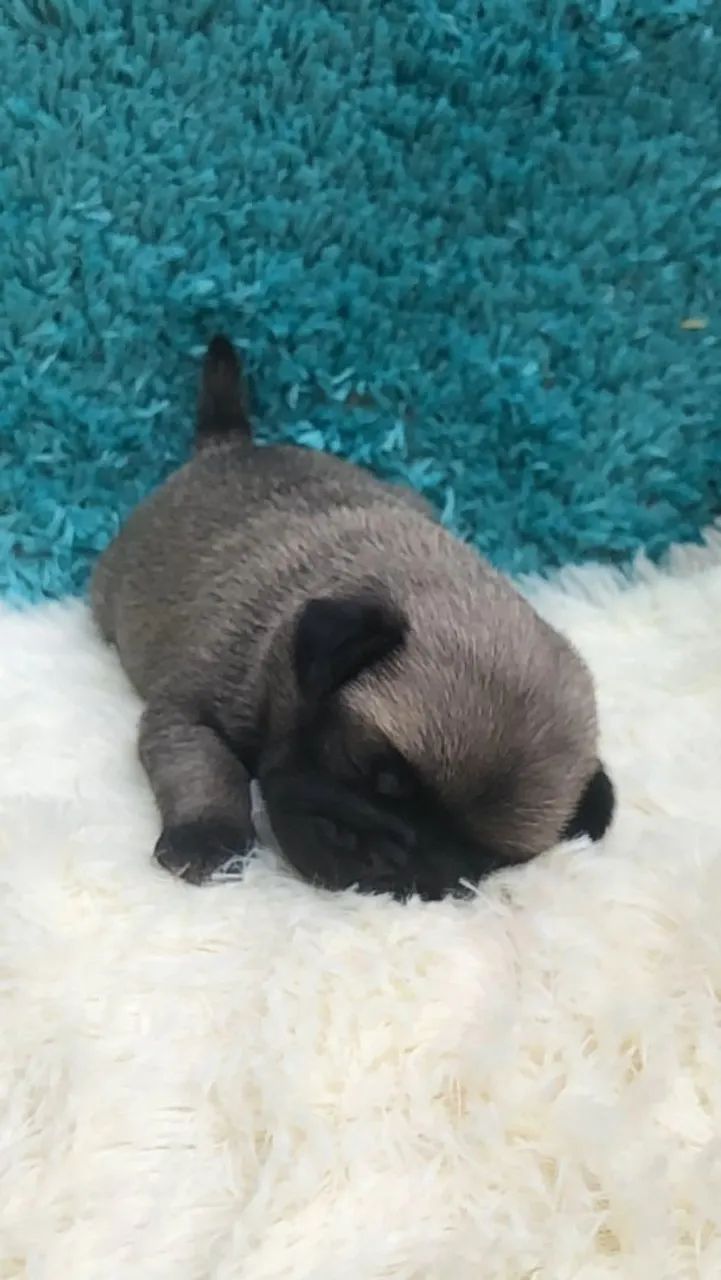 Filhote de Pug