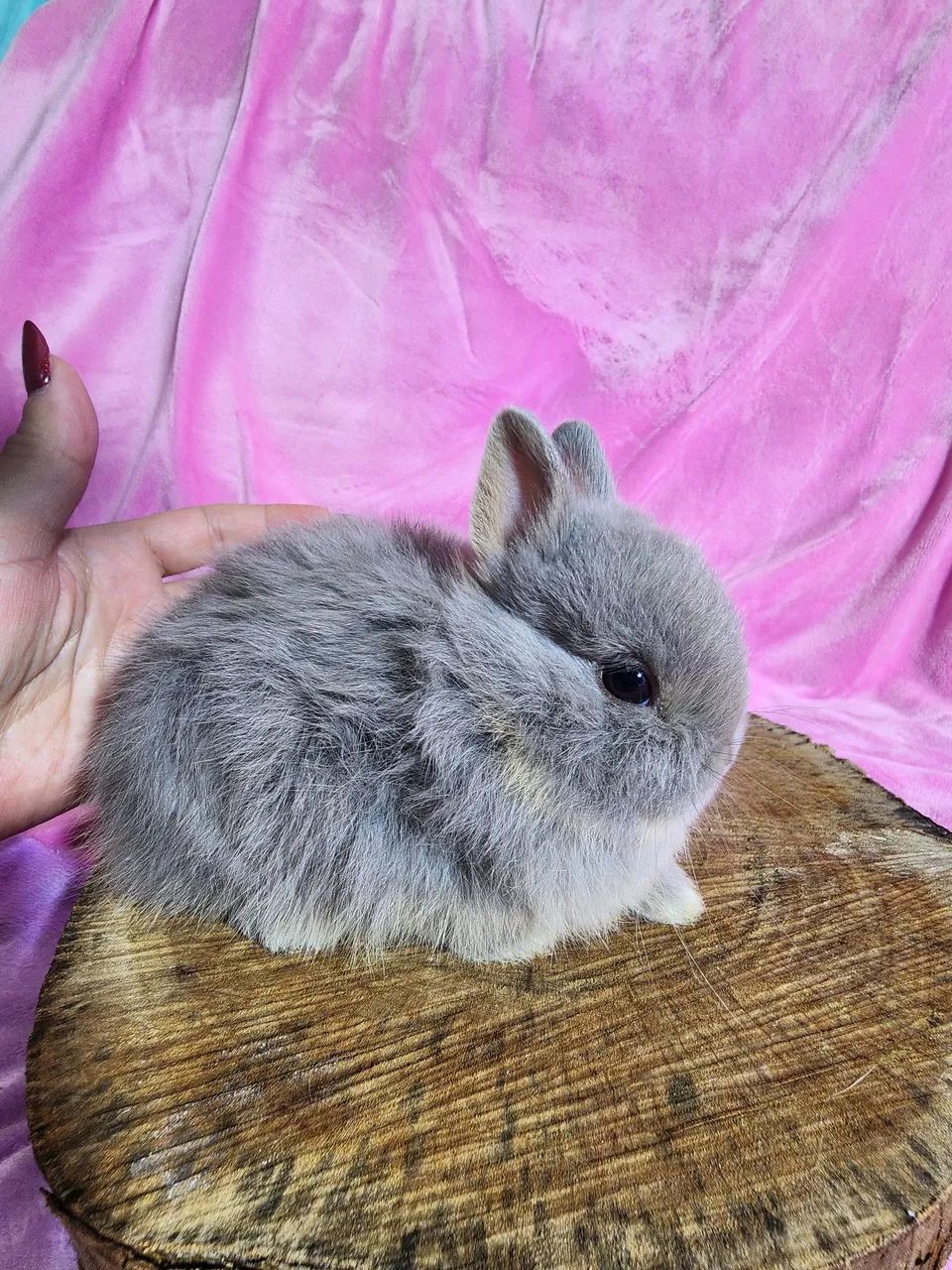 Mini coelhos Netherland e Mini lop - Foto 2