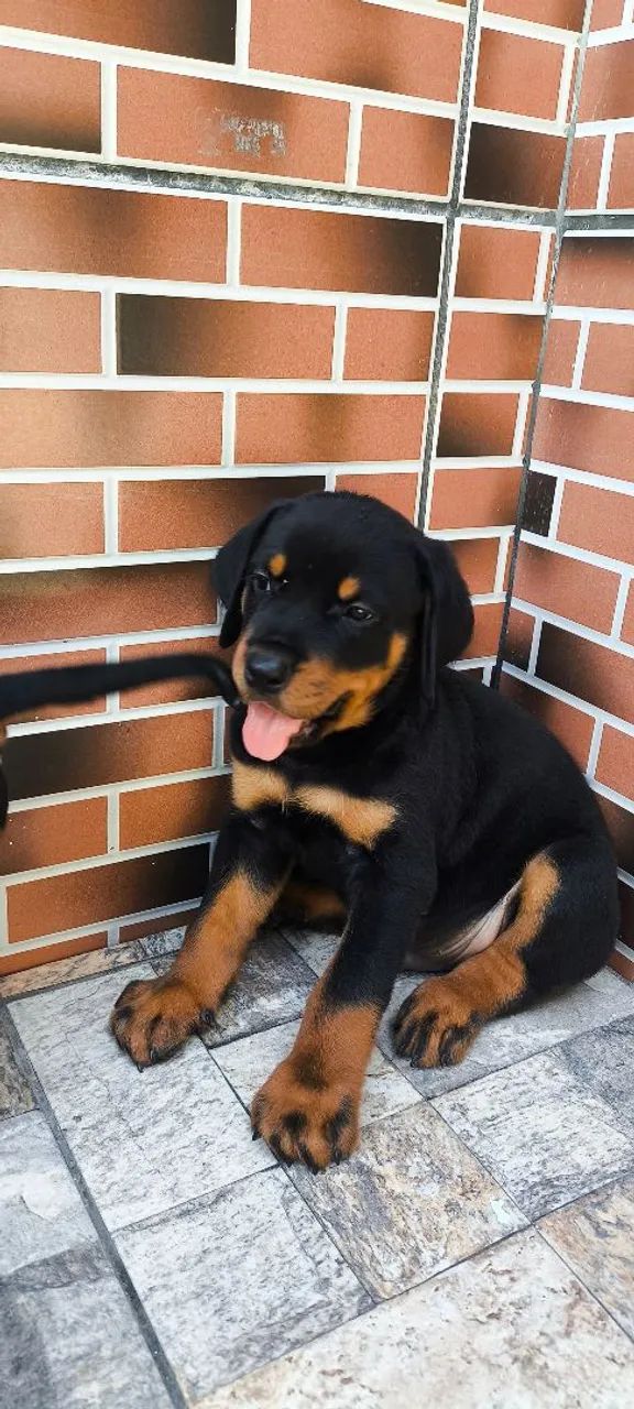 Rottweiler alemão gigante