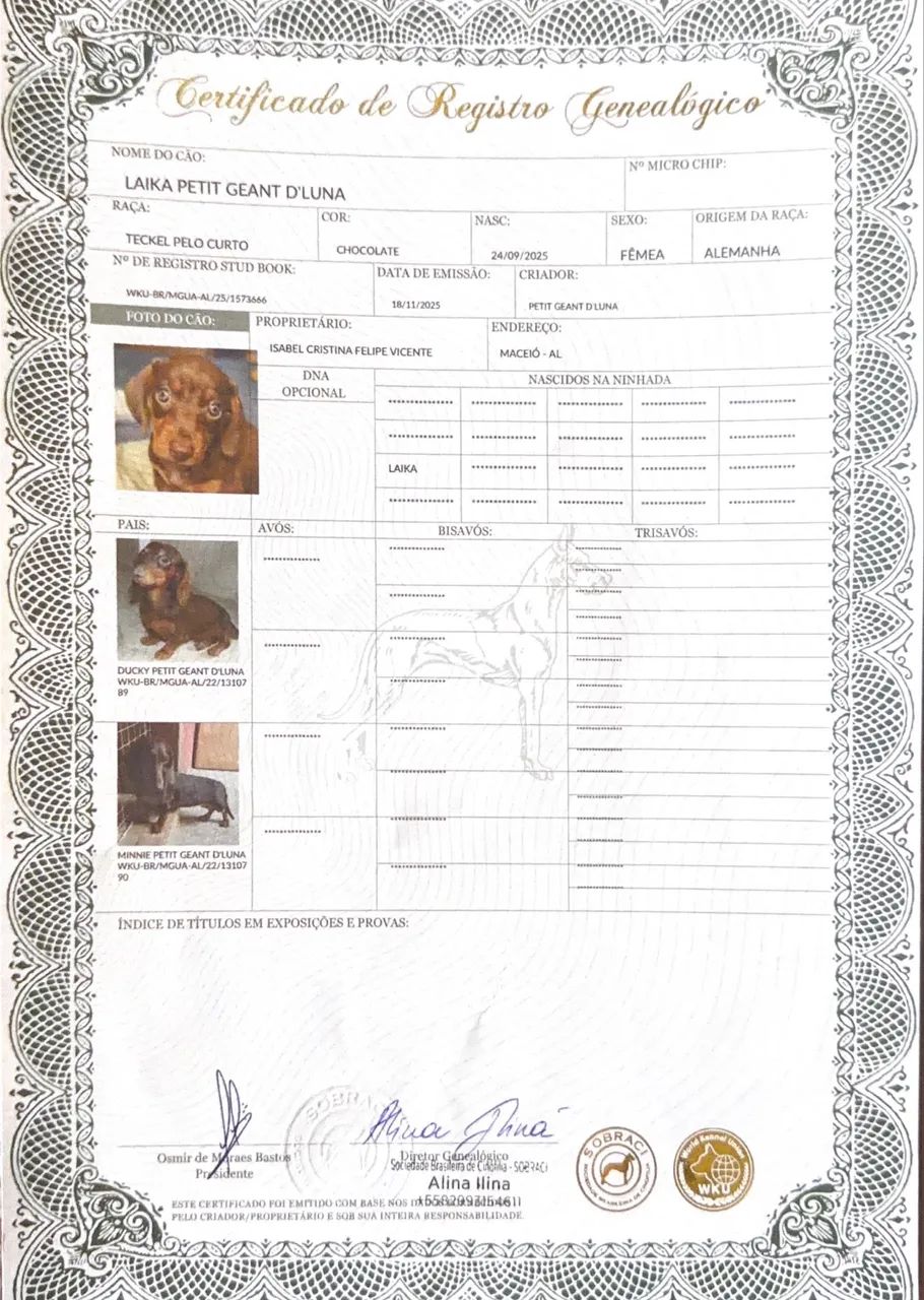 Cachorro Dachshund - Foto 5