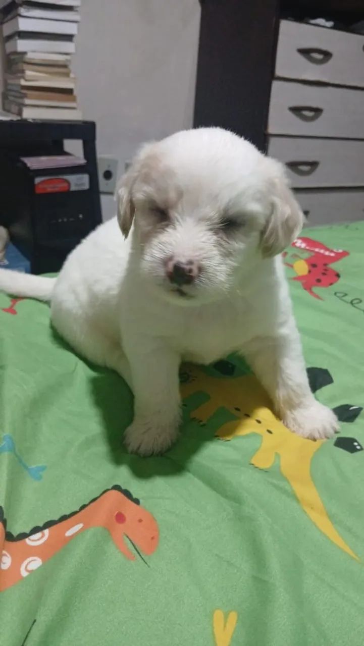 Vende-se Poodle Toy - Foto 2
