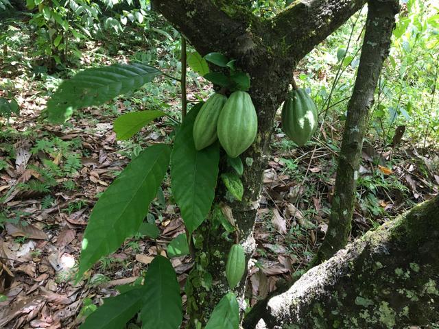 Fazenda de cacau em Ilhéus Bahia na RODOVIA DO CHOCOLATE / Super oportunidade - Foto 10