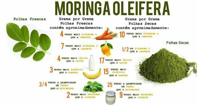 (MORINGA OLEÍFERA) tenho mudas - Foto 5
