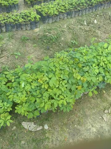 Plantações - Foto 6