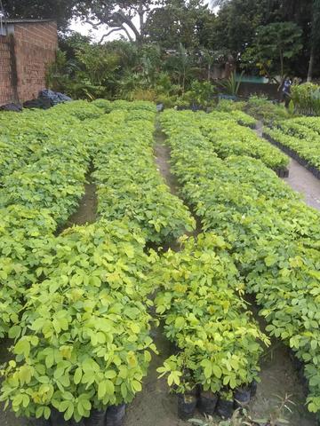 Plantações - Foto 4