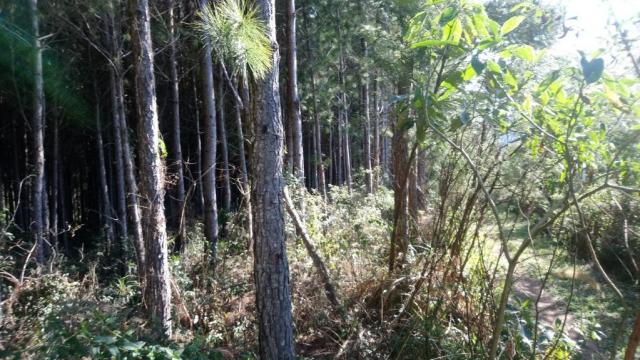Chácara à venda, 25000 m² por R$ 115.000 - Bacaetava - Colombo/PR