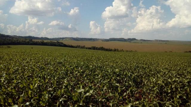 Fazenda à venda, 9801000 m² por R$ 45.000.000 - Jardim Lindóia - Goioere/PR - Foto 2