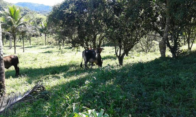 Vendo fazenda com 32 alqueres - Foto 11