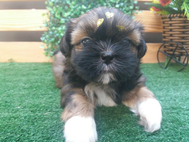 ShihTzu Filhote Femea Pronta Entrega a partir de R$ 500,00 - Foto 5