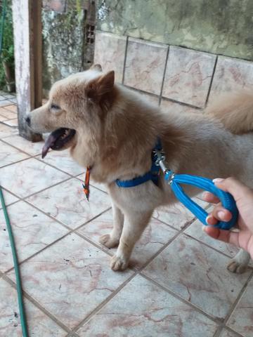 A Procura de uma linda garota