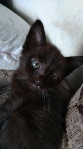 Doação de 5 gatinhos filhotes. 4 pretos (3 machos e 1 fêmea) e uma chamuscada - Foto 2