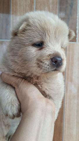 Filhotes de Chow Chow A venda - Foto 4
