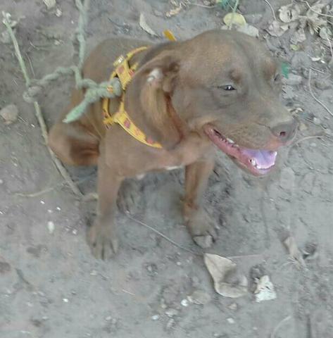 Pit bull terrier à venda