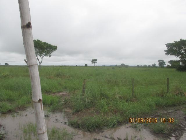 Fazenda na região do abobral,pra venda e arrendamento.2,800 ha - Foto 6