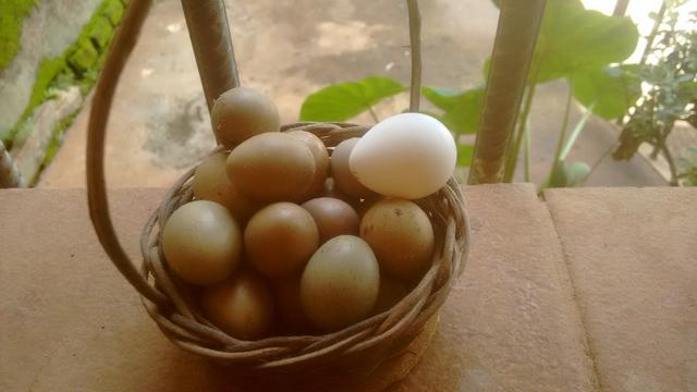 Vendo Casais de Codornas Chinesa - Foto 4