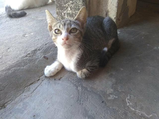 Casal de gatinhos - Foto 2