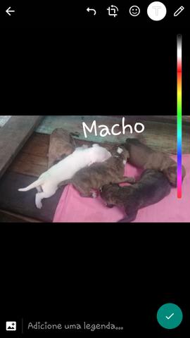 Vendo filhotes de pitbull APBT pura. - Foto 4