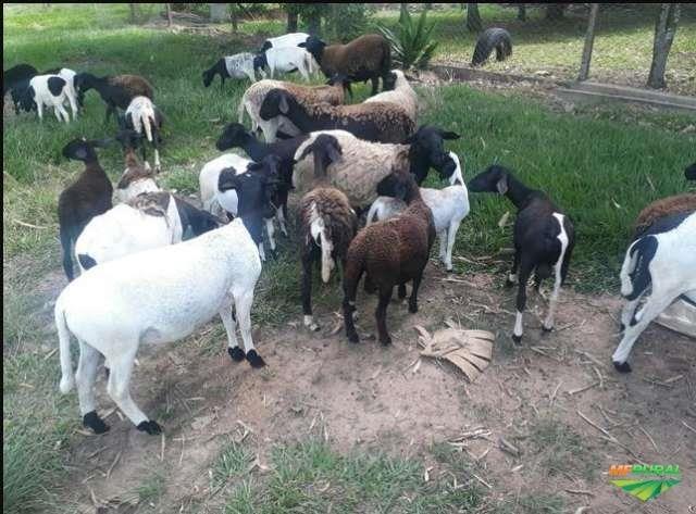 Ovelha, carneiro, borrego, ovinos Dorper / Santa Inêss mestiços