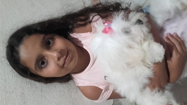 Vendo cachorra maltês - Foto 4