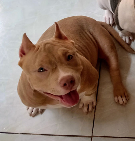 American Bully filhote fêmea - Foto 2