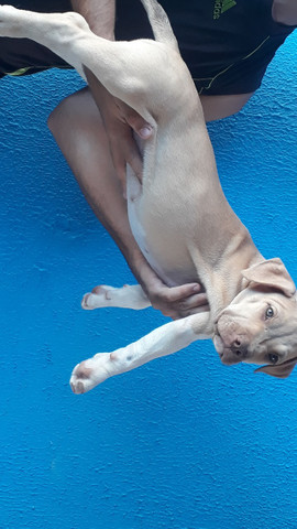 Filhote de pitbull - Foto 6