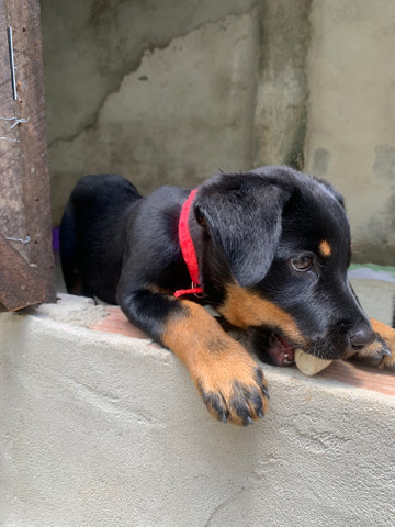 Rottweiler fêmea - Foto 2