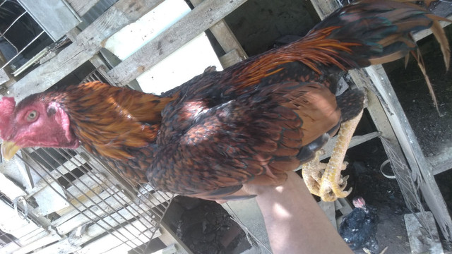 galo de raça