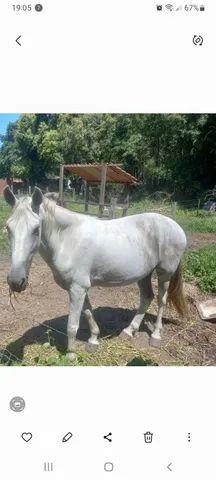 Vendo mangalarga branco