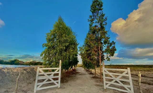 Sitio em Morro de Chapeu  - Foto 5