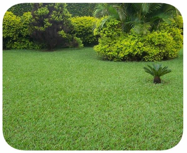 Grama batatais - Foto 6